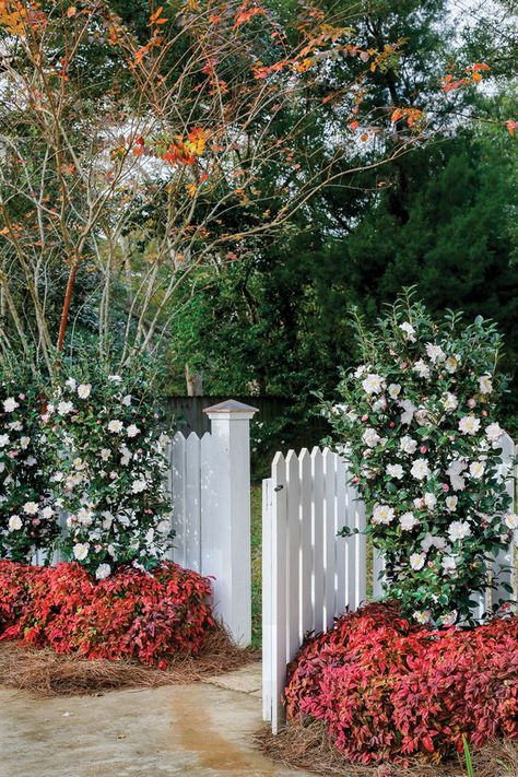 We adore camellias! Here are five tips for adding these beauties to your garden! October Magic, Camellia Sasanqua, Shrubs For Privacy, Southern Living Plant Collection, Southern Living Plants, Narrow Garden, Winter Gardening, Southern Garden, Pallet Garden