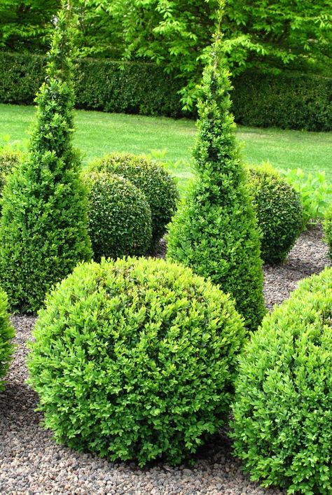 Property Line Landscaping, Blue Flowering Shrubs, Boxwood Shrubs, Tall Ornamental Grasses, Deer Resistant Flowers, Shrubs For Landscaping, Colorful Shrubs, Deer Resistant Garden, Shade Landscaping