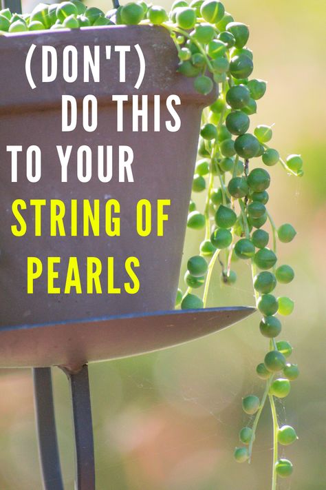 How To Grow String Of Pearls Plant, Hanging Pearl Plant, Pearl Succulent Care, How To Care For String Of Pearls Plant, How To Propagate String Of Pearls, String Of Pearls Plant Decor, Stairway Frames, Pearl Plant Care, String Of Turtles Care