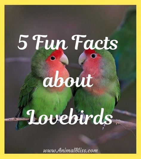 Are you interested in learning more about lovebirds? Keep reading to discover 5 fun facts about lovebirds, one of the most popular pet parrot species. Lovebirds Cage Ideas, Weird Pets, Seed Ornaments, Cockatiel Care, Birds Toys, Amazon Parrots, Handmade Bird Toys, Love Birds Pet, African Lovebirds