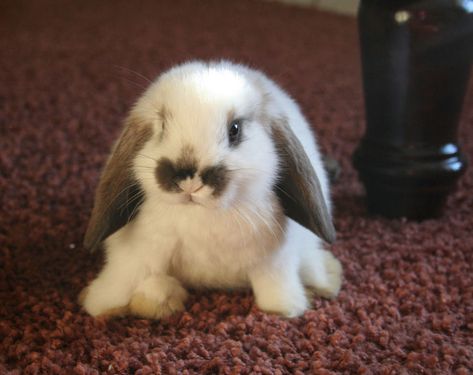 <b>In a world mainly dominated by cats and dogs, these guys still hold out in the shadow of the others.</b> Tapsi Hapsi, Holland Lop Bunnies, Floppy Eared Bunny, Cute Bunny Pictures, Holland Lop, Bunny Pictures, Baby Bunnies, Cute Creatures