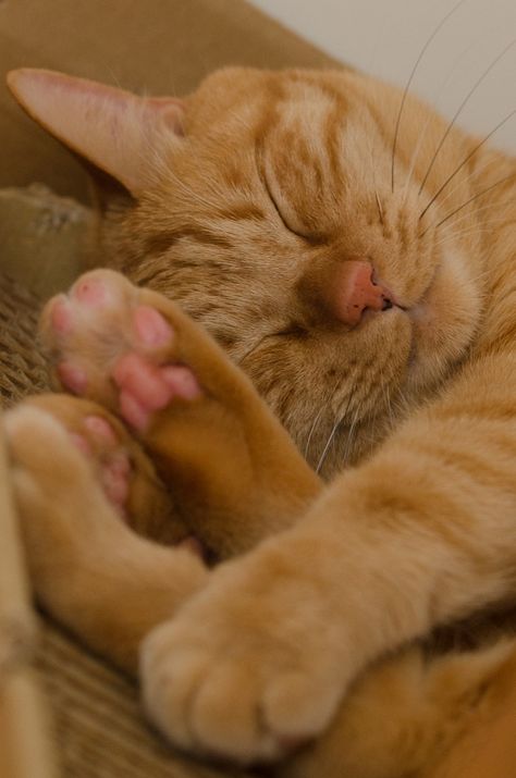 Tabby Cats, Ginger Cat, Orange Tabby Cats, Orange Cats, Orange Tabby, Ginger Cats, Cute Cats And Kittens, Cute Kittens, Orange Cat