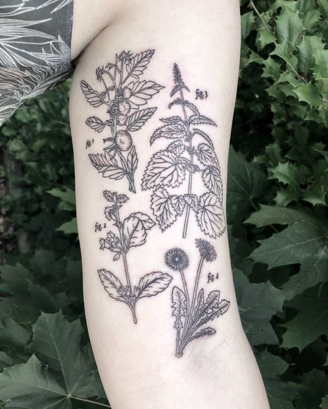 Collection of botanicals for a plant lover! Figure 1 - Tomato Figure 2 - Lemon Balm Figure 3 - Nettle Figure 4 - Dandelion . . . . .… Potato Tattoo, Tomato Tattoo, Think Tattoo, Woodcut Tattoo, Shoe Tattoos, Nature Tattoo Sleeve, Fern Tattoo, Funky Tattoos, M Tattoos