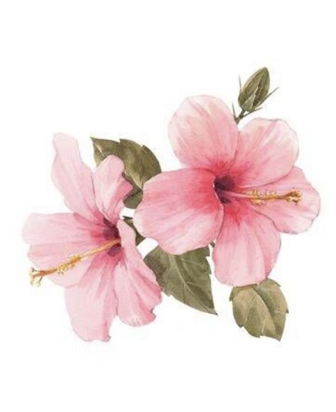 Hibiscus Illustration Botanical, Hibiscus Watercolor Painting, Hibiscus Flower Illustration, Hibiscus Sketch, Hibiscus Flower Watercolor, Hibiscus Flower Art, Hibiscus Illustration, Hibiscus Painting, Hibiscus Drawing