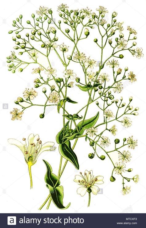 Gypsophila elegans, annual baby's-breath, showy baby's-breath. , digital improved reproduction from a print of the 19th century Stock Photo Nature Doodles, Gypsophila Elegans, Background Flowers, Botanical Illustration Vintage, Visual Library, Baby S Breath, Dehradun, Baby's Breath, Vintage Botanical