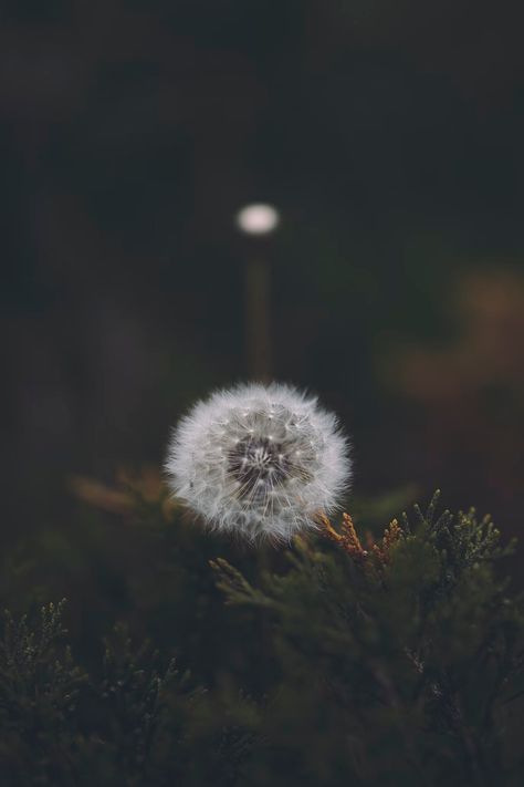 white flower screenshot photo – Free Grey Image on Unsplash Fluffy Dandelion, Dandelion Pictures, Dandelion Wallpaper, Eagle Wallpaper, Best Photo Background, Wallpaper White, Dandelion Flower, Chalk Drawings, Screen Saver