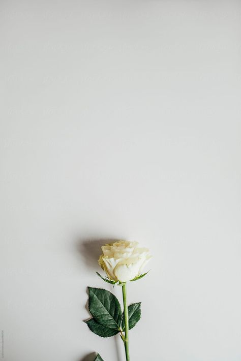 White Background Aesthetic Flowers, White Rose Wallpaper Aesthetic, White Roses Aesthetic Vintage, White Roses Aesthetic Dark, White Roses Aesthetic Wallpaper, White Rose Drawing, White Rose Aesthetic, White Rose Photography, White Roses Aesthetic