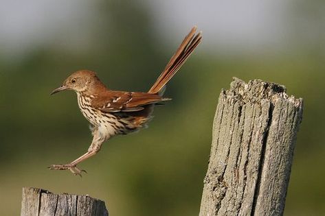 Brown Thrasher, Bird Brain, Bird Eggs, Birds Of A Feather, Bird Perch, Make A Change, Song Bird, Bird Photography, Bird Species