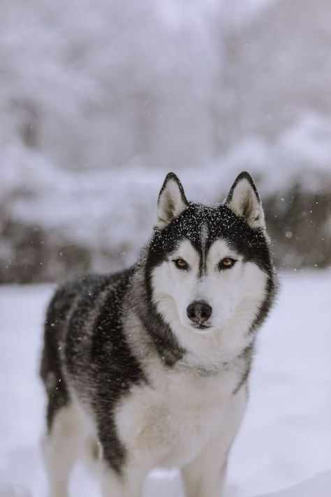 2023/2024 Winter Imagery Trends: Discover 'Snow-Brushed Dreams' Collection — Joanna Colomas Siberian Husky Photography, Husky Photography, Haski Dog, Cozy Snow, Winter Aesthetics, Snow Dog, Cute Puppies And Kittens, Sled Dogs, Planet Photography