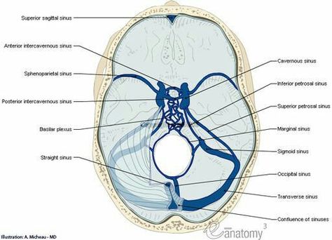 Venous sinuses Dural Venous Sinuses, Radiology Student, Head Anatomy, Craniosacral Therapy, Medicine Studies, Brain Anatomy, Muscle Anatomy, Medical School Essentials, Brain Science