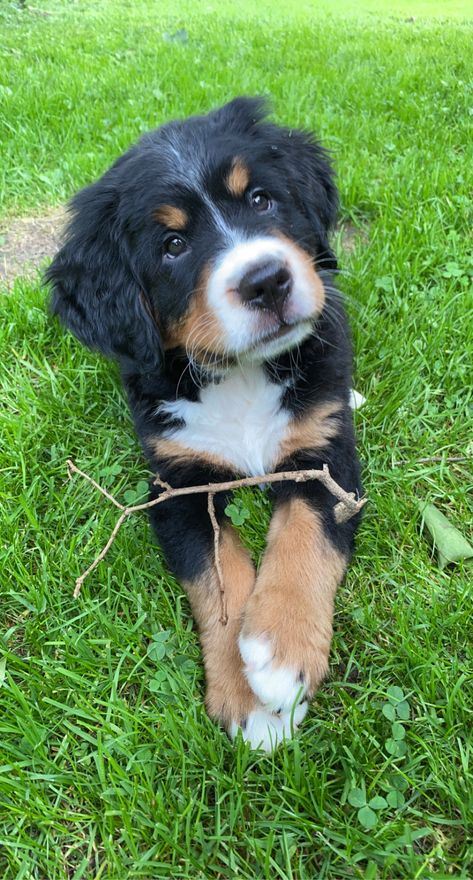 bernese mountain dog - 8 weeks Bernies Mountain Dog, Bermease Mountain Dog, Bernice Mountain Dog, Bernese Mountain, Bernese Mountain Dog, Mountain Dogs, Spirit Animal, Fur Babies, Dog Breeds