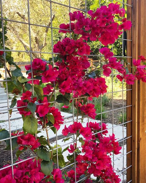 Bougainvillea On Fence, Bougainvillea Fence, Chicken Fence, Terrace Garden Design, Succulent Garden Design, Farm Fence, Front Patio, Wire Fence, Metal Fence