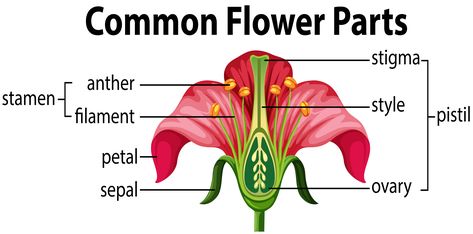 Diagram of the Parts of a Flower Flower Reproductive System, Reproductive Parts Of A Flower, Structure Of Flower, Diagram Of A Flower, Nature Structure, Science Diagram, Flower Reproduction, Flower Anatomy, Flower Parts