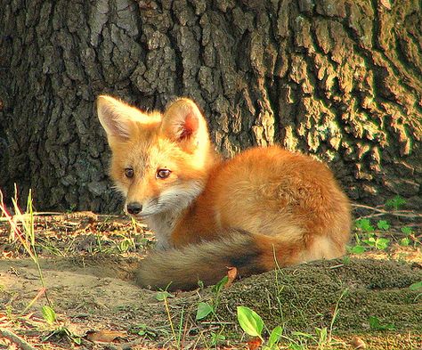 Fox cute baby One Of My New Neighbors | Flickr - Photo Sharing! Fox Curled Up, Cute Fox Pictures, Fox Pups, Cute Foxes, Fox Pictures, Pet Fox, Pretty Animals, Wild Dogs, Silly Animals