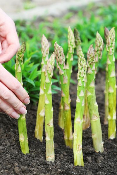 How To Plant Asparagus For Success! - With Video When To Plant Asparagus, Planting Asparagus Crowns, Asparagus Growing, Plant Asparagus, Grow Asparagus, Asparagus Seeds, Growing Asparagus, Asparagus Plant, Kitchen Scraps