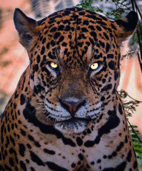 𝙏𝙝𝙚 𝘽𝙞𝙜 𝘾𝙝𝙞𝙚𝙛 𝙅𝙖𝙜𝙪𝙖𝙧 Jaguar Laying Down, Big Cats Aesthetic, Jaguar Reference, Jaguar Stalking, Jaguar Face, Jaguar Pictures, Jaguar Wallpaper, Tiger World, Jaguar Tattoo