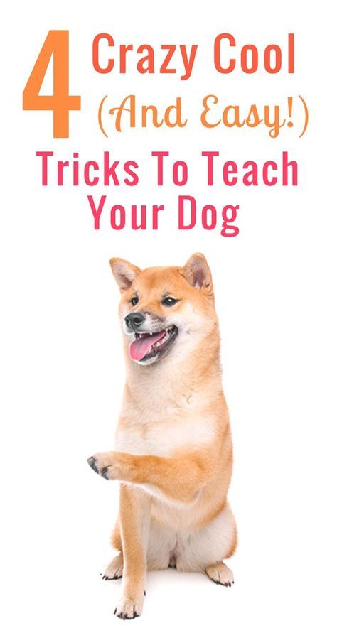 Dogs Tricks, Tricks To Teach Your Dog, Dog Tricks Easy, Dogs Teeth, Dog Tricks, Positive Dog Training, Easiest Dogs To Train, Easy Tricks, Dog Training Advice