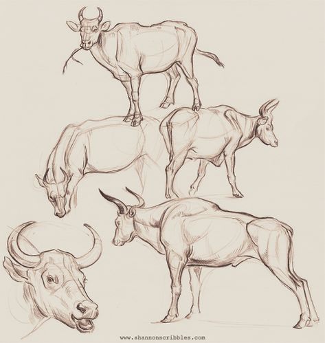 Animal Life Drawing, Sketches Of Animals, Animation School, Animals Sketch, Cow Drawing, Human Figure Sketches, Lion Photography, Drawing Course, Animal Study