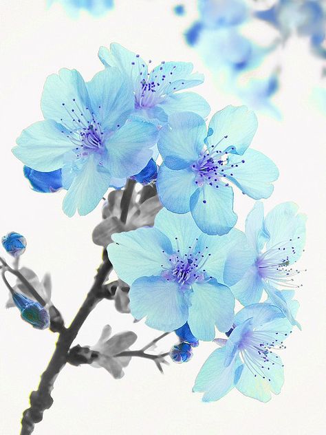 planet-one:  Blue cherry blossoms by tanakawho on Flickr. Blue Cherry Blossoms, Blue Flower Tattoos, Cherry Blossom Tattoos, Cherry Blossom Drawing, Sakura Wallpaper, Raindrops And Roses, Cherry Blossom Wallpaper, Blue Flower Wallpaper, Blue Tattoo