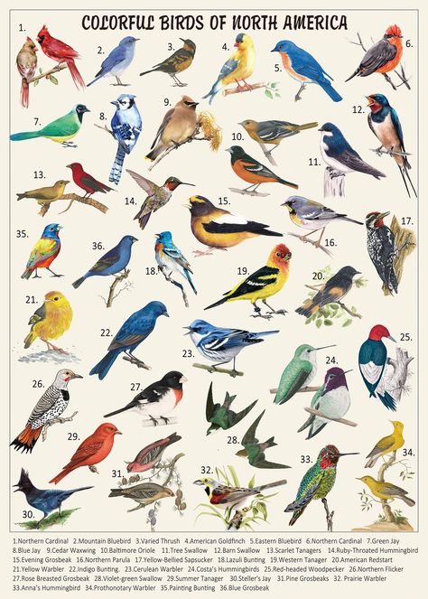 PRICES MAY VARY. Bird Jigsaw Puzzles 1000 pieces for Adults:You will receive this vintage puzzles 1000 piece with box and a poster. The front of poster helps you complete the nature puzzle bird and the back is introduction to birds. Finished size: 27.5 x 19.7 inch Colorful Birds Collection: Animal puzzles for adults 1000 pieces and up depicts a variety of colored birds of North America .Each bird is ingeniously arranged in the retro hummingbird jigsaw puzzles to create a marvelous pattern that i Vintage Bird Poster, Vintage Puzzles, Birds Poster, Backyard Birds Sanctuary, Types Of Birds, Birds Of North America, Bird Paintings, Puzzles For Adults, Bird Poster