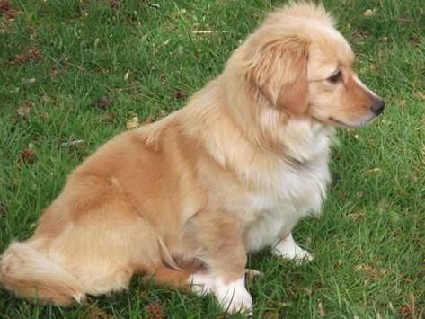 25 UNREAL Corgi Dog Cross Breeds You’ve Got To See To Believe Corgi Golden Retriever Mix, Golden Corgi, Pet Names For Dogs, Corgi Golden Retriever, Baby Animals Real, Puppy Mix, Hazel Color, Golden Retriever Mix, Corgi Mix