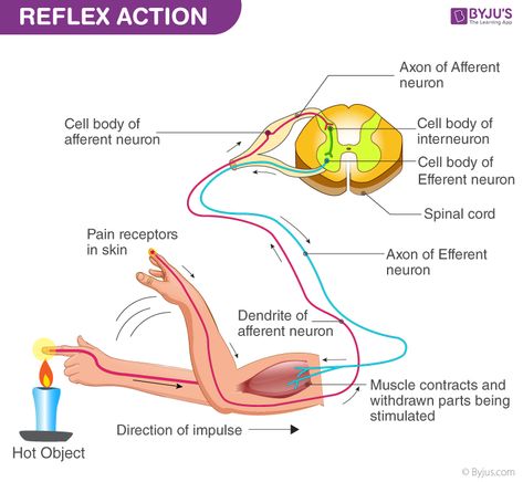 Reflex Action - Reflex Arc Diagram Reflex Action Diagram, Reflex Arc Anatomy, Reflex Arc Notes, Reflex Arc Diagram, Reflex Arc, Nervous System Diagram, Nervous System Anatomy, Anatomy Education, Physical Therapy Assistant