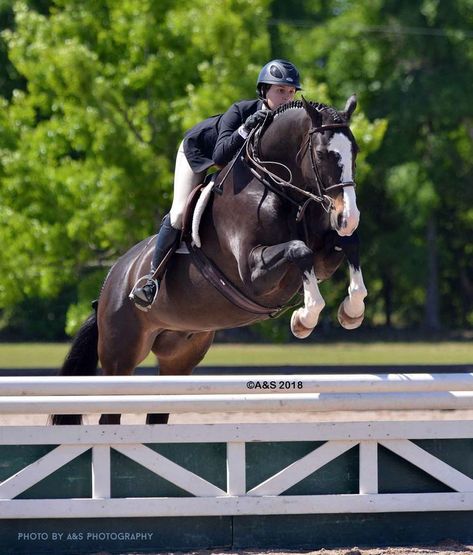 Hunter jumper equitation Zenyatta Horse, Hunter Jumper Horses, Hunter Horse, Jumping Horses, Show Jumping Horses, Horse Pics, Equestrian Aesthetic, Equestrian Helmet, English Riding