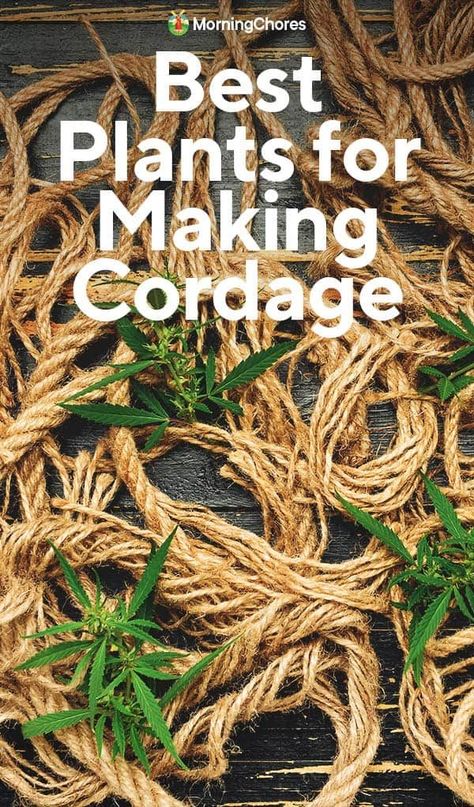 Did you know you can create your own rope from plants growing near your home? Here are 23 common species that are ideal for making cordage. Basket Weaving Plants, How To Make Natural Cordage, Making Cordage From Plants, Plant Fiber Weaving, How To Make Cordage, Diy Foraging Basket, Cordage Diy, Foraged Fibres, Plant Weaving