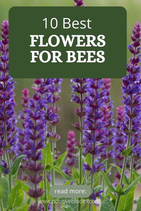 Here are the 10 best flowers for bees. Learn more about each flower, its blooming season, best varieties, and why they attract bees in the first place Best Flowers For Honey Bees, Honey Bees And Flowers Please, Flowers For Bees And Butterflies, Bee Attracting Plants, Honeybee Flowers, Best Flowers For Bees, Flowers For Bees, Bee Attracting Flowers, Plants To Attract Bees