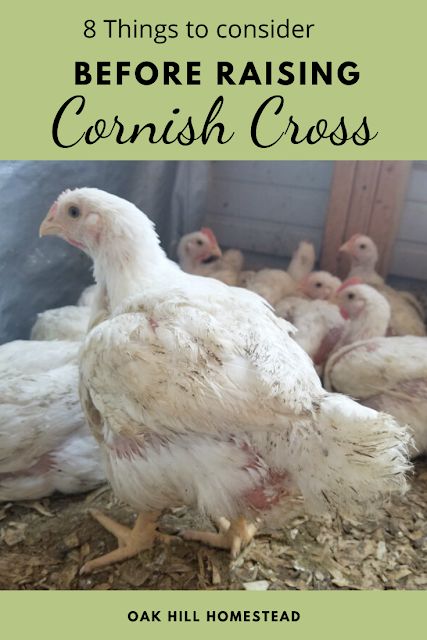 Are you thinking about raising meat birds? Here are 8 things you need to think about before you decide to raise Cornish Cross chickens for the freezer. Chickens Homestead, Raising Meat Chickens, Raising Turkeys, Small Farming, Baby Chicks Raising, Meat Birds, Raising Chicks, Day Old Chicks, Vegetarian Nutrition