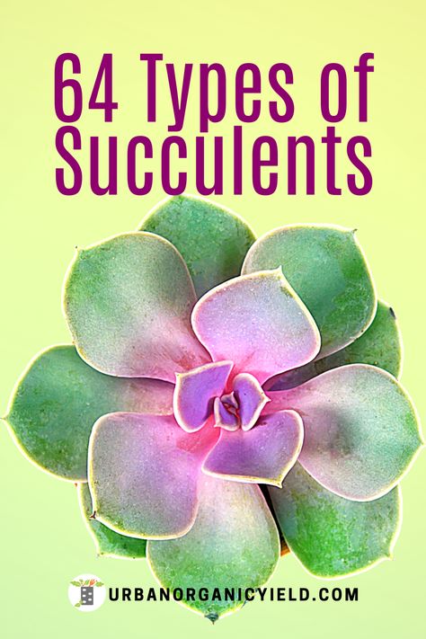 Succulent Types Of Names Of, Types Of Succulents With Pictures, Different Types Of Succulents, Types Of Succulents Plants, Succulent Names, How To Water Succulents, Garden Succulents, Succulent Bowls, Succulent Landscape Design