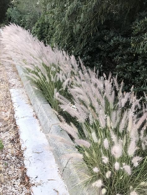 White Pampas Grass Landscape, Pampas Grass Landscaping, Grass Plants Landscaping, Pampas Grass Garden, Pampas Grass Landscape, Pampas Garden, Foxtail Grass, Ornamental Grass Landscape, Tall Ornamental Grasses