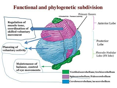 Cerebellum Functions, Cerebellum Anatomy, Brain Images, Cerebral Cortex, Parenting Knowledge, Medical School Studying, Medical School Essentials, Study Material, Muscle Tone