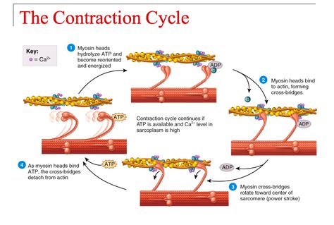 Muscle Contraction Cycle Muscle Contraction Steps, Muscular System Anatomy, Muscle Diagram, Muscle Structure, Basic Anatomy And Physiology, Nurse Study Notes, Exercise Physiology, Study Flashcards, Medical Photos