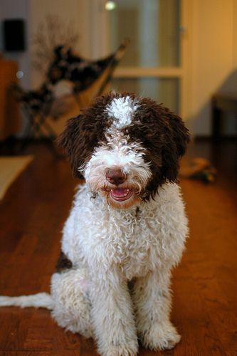 Puppy Essentials, D Is For Dog, Maremma Sheepdog, Hypoallergenic Dog Breed, Doodle Dogs, Lagotto Romagnolo, Bluetick Coonhound, Hypoallergenic Dogs, Dog Water Bottle