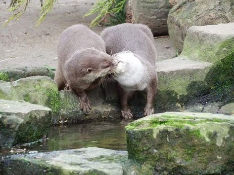 "Even an otter picks up a rock once in a while to open a clam." Otters Kissing, Otters In Love, Adorable Otters, Birds Photos, Otter Pup, Dope Pics, River Otters, Otter Pops, Otters Cute