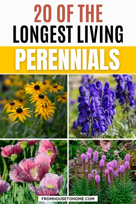 Plants For Full Sun, Perennial Garden Plans, Kinds Of Flowers, Long Blooming Perennials, Diy Garden Fountains, Full Sun Perennials, Shade Gardens, Full Sun Plants, Perennial Flowers