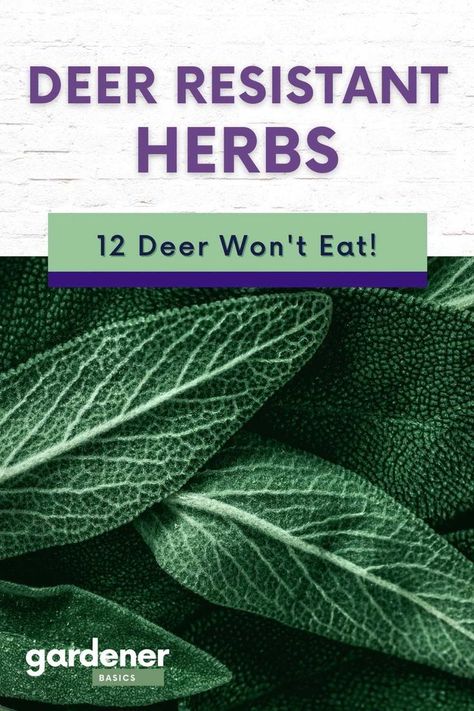 Deer Resistant Garden Plans, Herbs To Plant, Deer Eating, Deer Repellent, Deer Resistant Shrubs, Deer Resistant Flowers, Best Herbs To Grow, Deer Resistant Garden, Gardening Herbs