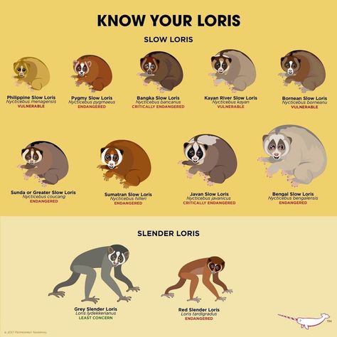 Peppermint Narwhal on Instagram: “Know your #loris #slowlorisoutreachweek #slowloris #animalholiday #peppermintnarwhal 2019 Animal Holiday Calendar - ON SALE NOW!:…” Loris Animal, Animal Selfies, Animal Characteristics, Animal Hybrids, Animal Mashups, Animal Infographic, Animal Plushies, Pig Breeds, Slow Loris