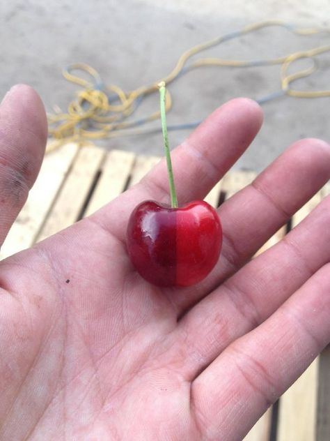 A Perfect Two Toned Cherry Perfect Things Satisfying, Satisfying Photos, Spelt Bread, Different Types Of Bread, Satisfying Pictures, Perfect Things, Types Of Bread, Most Satisfying, Weird Stuff