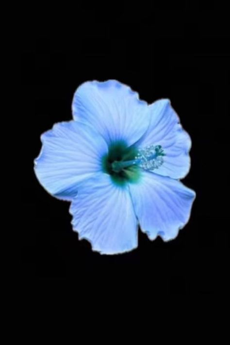 Blue Hibiscus Wallpaper for iPhone, Blue Hibiscus flower Blue Hibiscus Wallpaper, Hibiscus Flower Wallpaper, Blue Hibiscus Flower, Hibiscus Wallpaper, Iphone Blue, Iphone Features, Blue Hibiscus, Wallpaper For Iphone, Hibiscus Flower