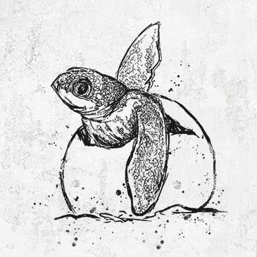 Baby Leatherback Turtle Hatching Drawing Leatherback Sea Turtle Drawing, Leatherback Turtle Tattoo, Leatherback Sea Turtle Tattoo, Sea Turtle Drawings, Sea Turtle Sketch, Sea Turtle Hatching, Features Sketches, Hatching Drawing, Sea Turtles Hatching