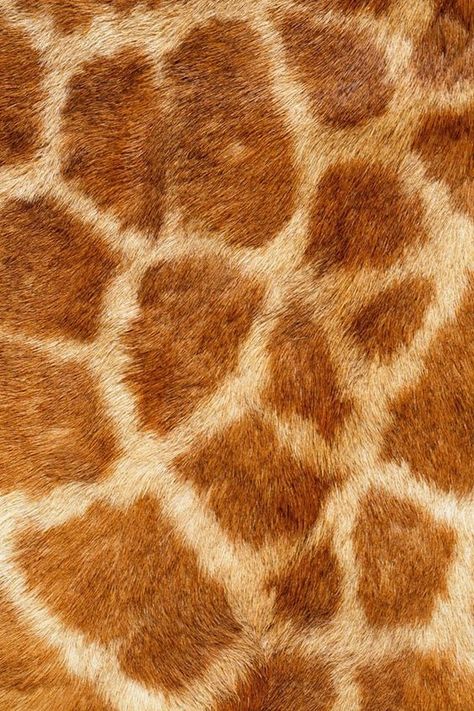 Giraffe Skin Pattern, Natural Forms Animals, Animals Close Up, Natural Texture Inspiration, Animal Fur Patterns, Girrafe Print, Brown In Nature, Animal Fur Texture, Pattern In Nature