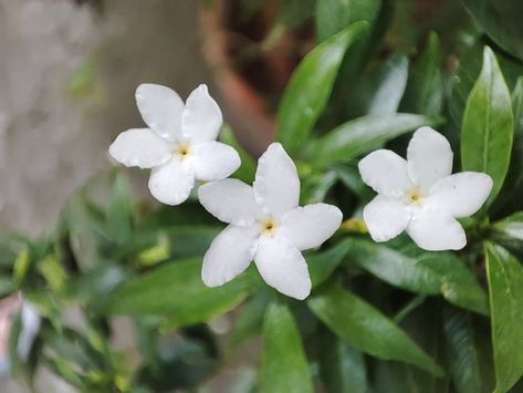 This native plant in the Philippines with the scientific name of Tabernaemontana pandacaqui bears small white flowers with five wavy petals. This pattern in all of pndakaki's flowers help them attract more polinators. White Flowers Names, Scientific Name, Small White Flowers, Flower Names, Native Plants, The Philippines, White Flowers, Philippines, Bears