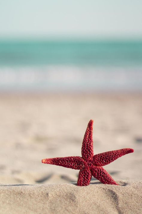 Red starfish on the beach | Wallpaper iphone summer, Beach wallpaper, Summer backgrounds Whats Wallpaper, Wallpaper Iphone Summer, Fotografi Editorial, Ocean Wallpaper, Beach Wallpaper, Summer Wallpaper, Ocean Life, Ocean Beach, Nature Wallpaper