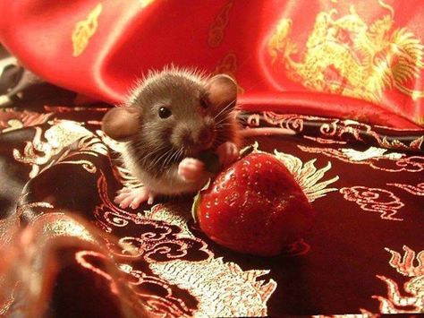 Cute Animals Eating Strawberry | Bored Panda Dumbo Rat, Baby Rats, Funny Rats, Fancy Rat, Cute Rats, Pet Rats, Little Critter, Cute Mouse, Jolie Photo