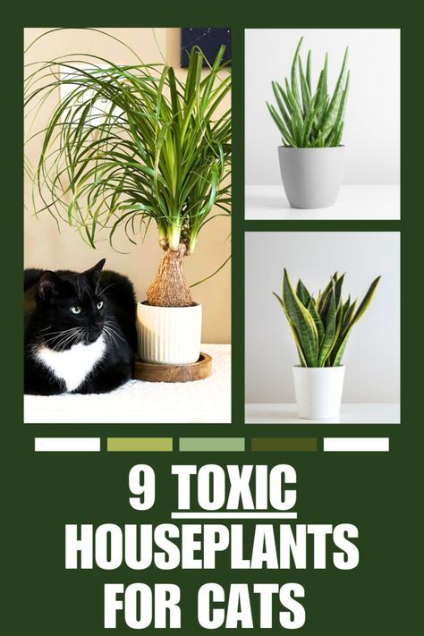 9 Common Poisonous and Toxic Houseplants for Cats Toxic To Cats, Toxic Plants For Cats, Toxic Plants, Household Plants, Cat Plants, Poisonous Plants, Smart Ideas, For Cats, For Today