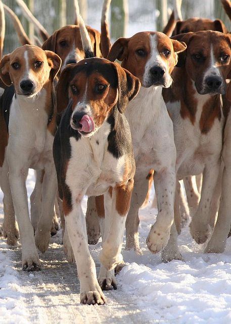 Hurworth Hounds - going for a walk in the snow by Amy Fair - Hurworth Photography, via Flickr Foxhound Dog, Fox Hound, English Foxhound, English Coonhound, Walker Coonhound, American Foxhound, Treeing Walker Coonhound, Going For A Walk, Fox Hunting