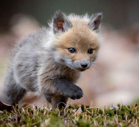 Tiny Baby Animals, Baby Beaver, Baby Foxes, Heartwarming Pictures, Rescue Puppies, Baby Otters, Fox Baby, Animal References, Young Animal