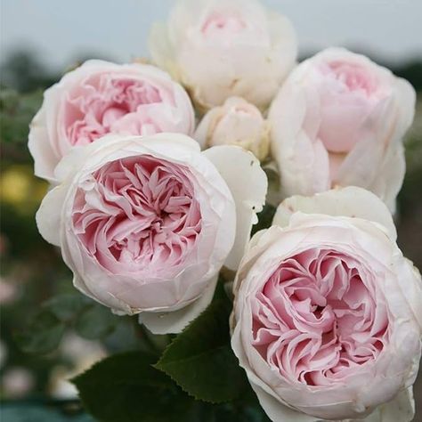 Amazon.com : Heirloom Roses Earth Angel Rose Plant - Parfuma® Earth Angel Pink Floribunda Rose Bush, Cupped Peony Shaped Blooms : Patio, Lawn & Garden Pink Fragrance, Floribunda Roses, Best Roses, Rose Nursery, Heirloom Roses, Flowers In A Vase, Fragrant Plant, Belle Rose, David Austin Roses